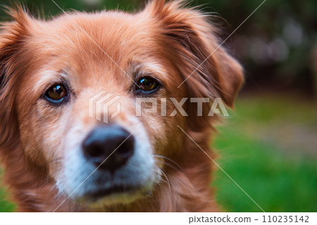 Portrait of red mixed breed dog, dog sitting in the garden. 110235142