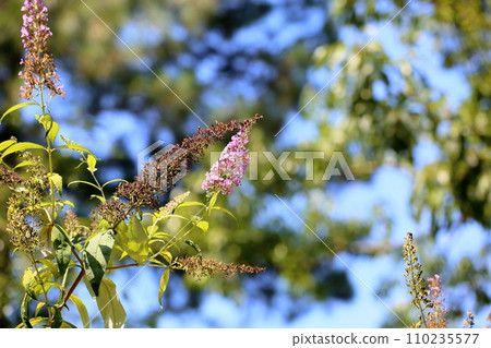 Buddha flower Buddha flower 110235577