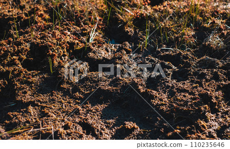A close up of dirt on a swamp 110235646