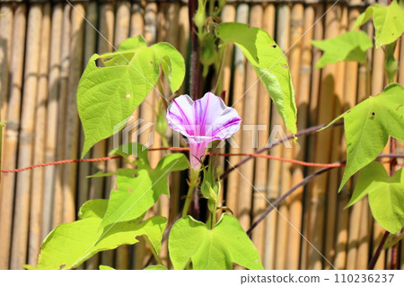 牽牛花花 牽牛花花 110236237
