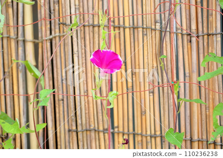 牽牛花花 牽牛花花 110236238