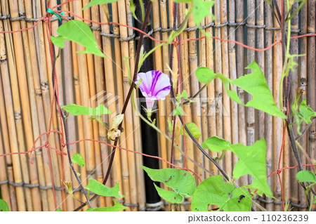 牽牛花花 牽牛花花 110236239
