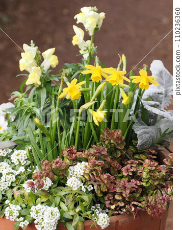 Planting daffodils and goldfish grass 110236360