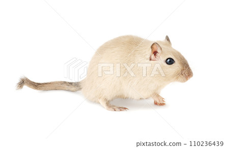 A Burmese gerbil walking, displaying its full profile from nose to tail, isolated on white. A Burmese gerbil walking, displaying its full profile from nose to tail, isolated on white. 110236439