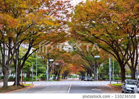 《Aichi Prefecture》 Nagoya city scenery Autumn Naka-ku Sannomaru Street lined with autumn leaves 《Aichi Prefecture》 Nagoya city scenery Autumn Naka-ku Sannomaru Street lined with autumn leaves 110236508
