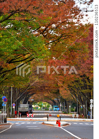 《愛知縣》名古屋市景 秋天的中區三之丸街道 紅葉成蔭 110236513