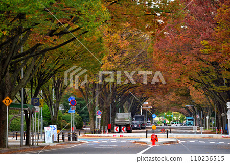 《Aichi Prefecture》 Nagoya city scenery Autumn Naka-ku Sannomaru Street lined with autumn leaves 110236515
