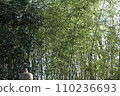  Bamboo grove 110236693