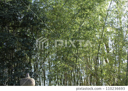  Bamboo grove 110236693