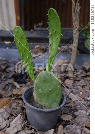 Opuntia cochenillifera Cactus 110236785