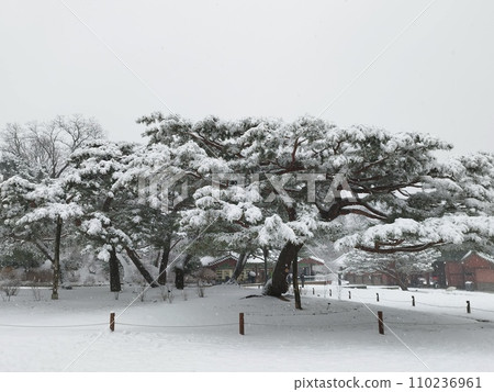 昌德宮的大松樹（韓國首爾） 110236961