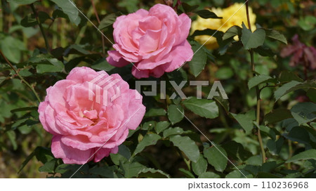 美麗的粉紅玫瑰 美麗的粉紅玫瑰 110236968