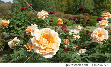Light rose with pink Light rose with pink 110236975