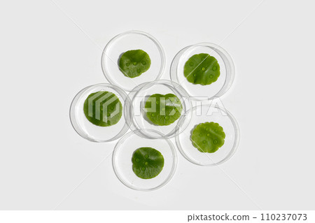 Centella asiatica (gotu kola). Fresh green leaves herb plant in petri dishes on white background. Centella asiatica (gotu kola). Fresh green leaves herb plant in petri dishes on white background. 110237073