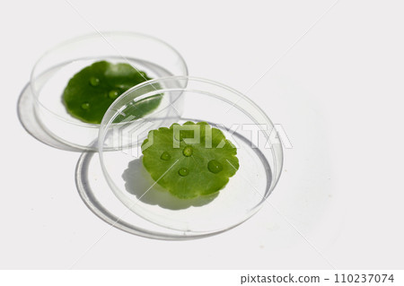 Centella asiatica (gotu kola). Fresh green leaves herb plant in petri dishes on white background. Centella asiatica (gotu kola). Fresh green leaves herb plant in petri dishes on white background. 110237074