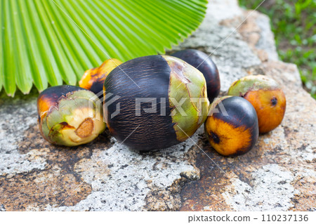 Toddy palm fruit or palmyra palm Toddy palm fruit or palmyra palm 110237136