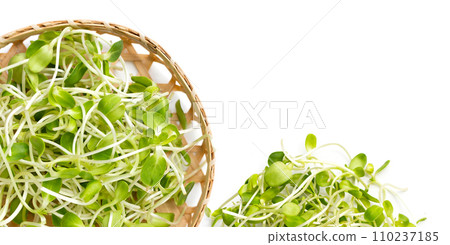 Sunflower Sprout on white background. 110237185