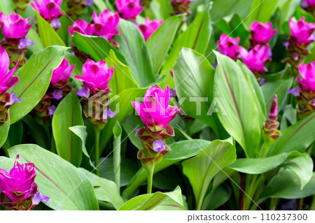 Pink flower of curcuma sessilis gage plant 110237300