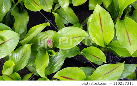 Pink flower of curcuma sessilis gage plant 110237315