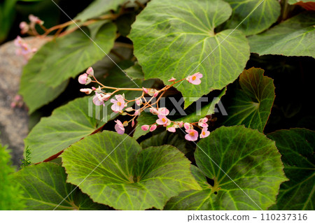 Begonia plants with pink flower in the garden 110237316