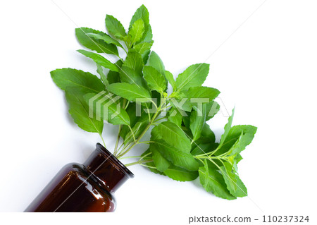 Holy basil leaves in bottle on white background. Holy basil leaves in bottle on white background. 110237324