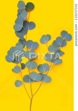 Green leaves of eucalyptus on yellow background. Green leaves of eucalyptus on yellow background. 110237332