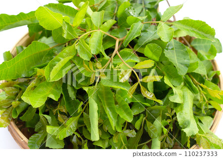 Brazilian peppertree leaves on white background. Brazilian peppertree leaves on white background. 110237333