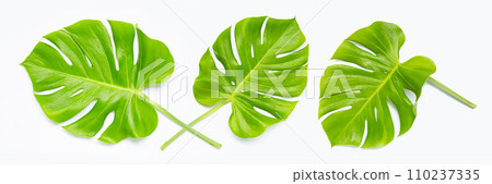 Monstera plant leaf on white. Monstera plant leaf on white. 110237335