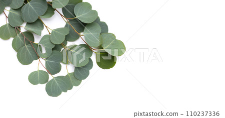 Green leaves of eucalyptus on white Green leaves of eucalyptus on white 110237336