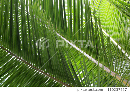 Green leaves of coconut tree Green leaves of coconut tree 110237337
