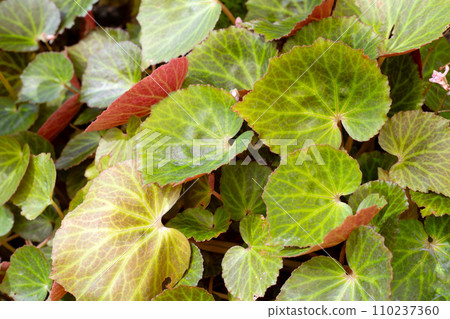 Begonia plants in the garden Begonia plants in the garden 110237360