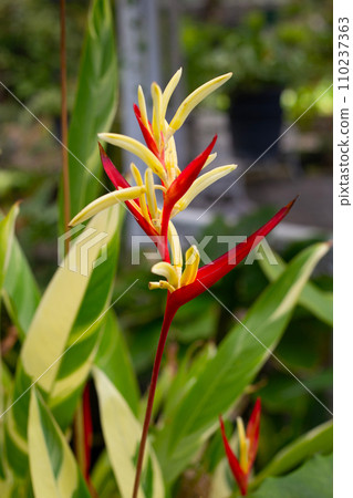 Heliconia psittacorum variegated in the garden 110237363