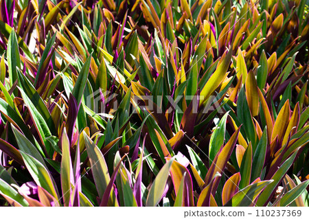Boat-lily, Oyster Lily, Oyster Plant, White-flowered Tradescantia 110237369