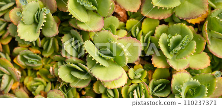 Mother of thousands plant or kalanchoe daigremontiana Mother of thousands plant or kalanchoe daigremontiana 110237371