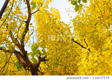 Cassia fistula flower on tree Cassia fistula flower on tree 110237570