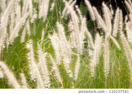 Fountain grass or pennisetum alopecuroides Fountain grass or pennisetum alopecuroides 110237581