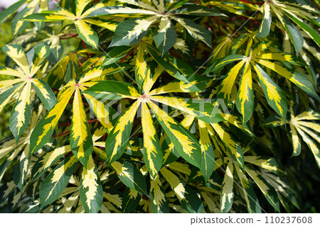 Cassava plant (Manihot esculenta). Green and yellow leaves 110237608