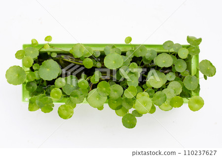 Centella asiatica (gotu kola). Fresh green leaves herb on white background. Centella asiatica (gotu kola). Fresh green leaves herb on white background. 110237627