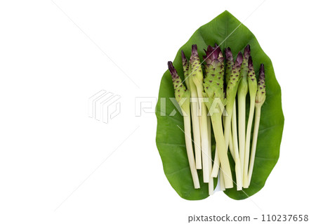 Curcuma sessilis flower on white background. Curcuma sessilis flower on white background. 110237658