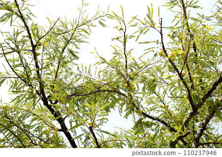 Phyllanthus emblica tree with fruits (Indian Gooseberry, Amla) Phyllanthus emblica tree with fruits (Indian Gooseberry, Amla) 110237946