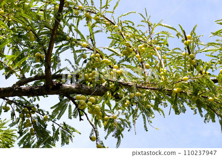 Phyllanthus emblica tree with fruits (Indian Gooseberry, Amla) Phyllanthus emblica tree with fruits (Indian Gooseberry, Amla) 110237947