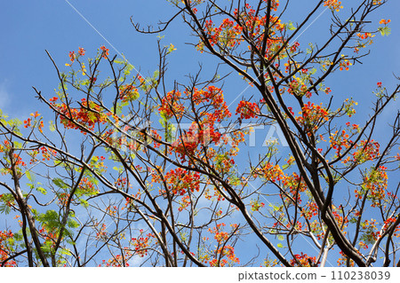 Barbados pride flower or dwarf poinciana, flower fence, paradise flower, peacock's crest, pride of barbados Barbados pride flower or dwarf poinciana, flower fence, paradise flower, peacock's crest, pride of barbados 110238039