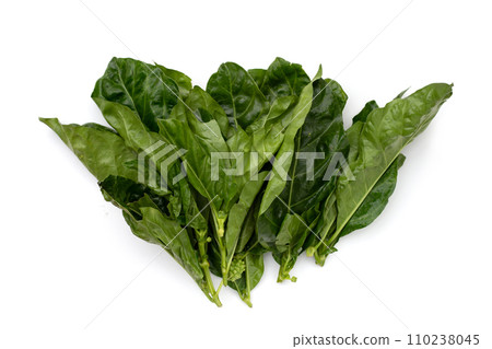Noni or Morinda Citrifolia leaves on white background. Noni or Morinda Citrifolia leaves on white background. 110238045