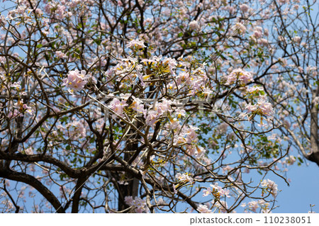 Trumpet Tree, Pink Poui, New World Trumpet, Rosy Trumpet 110238051