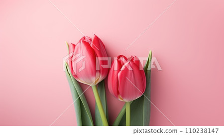 Wonderful spring tulips on the light pink background. Top view image. Copy space 110238147