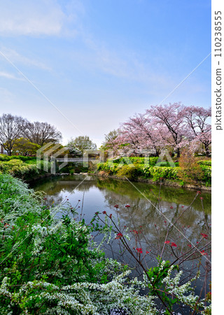 [Aichi Prefecture] Row of cherry blossom trees in Shirasawa Valley, Moriyama Ward, Nagoya City in spring 110238555