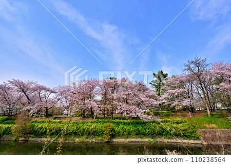 [Aichi Prefecture] Row of cherry blossom trees in Shirasawa Valley, Moriyama Ward, Nagoya City in spring 110238564