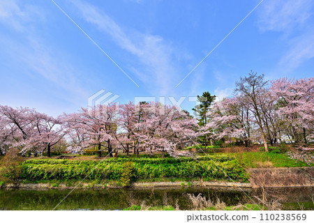 [Aichi Prefecture] Row of cherry blossom trees in Shirasawa Valley, Moriyama Ward, Nagoya City in spring 110238569