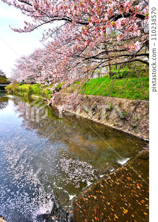 [Aichi Prefecture] Row of cherry blossom trees in Shirasawa Valley, Moriyama Ward, Nagoya City in spring 110238570