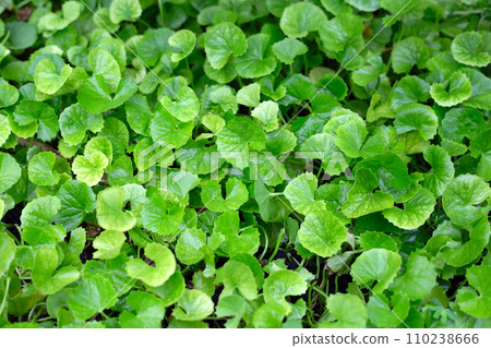 Gotu Kola plant growing in the garden Gotu Kola plant growing in the garden 110238666